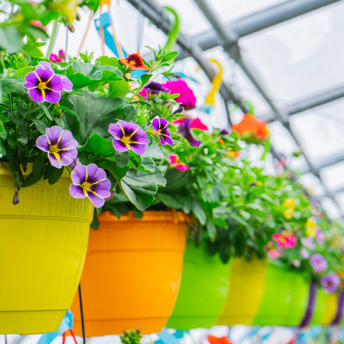 Hanging baskets in a greenhouse 